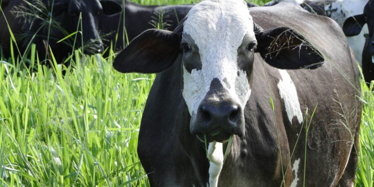 DECLARAÇÃO DE VACINA: Pecuaristas Têm Até 12 De Junho Para Comprovar Imunização E Atualizar Cadastros Dos Rebanhos Do DF