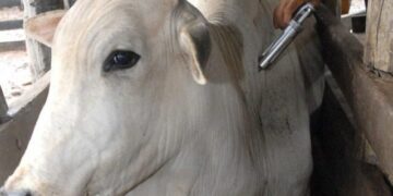 Vacinação Contra Aftosa Começa 1º De Maio Para 73 Milhões De Bovinos E Bubalinos