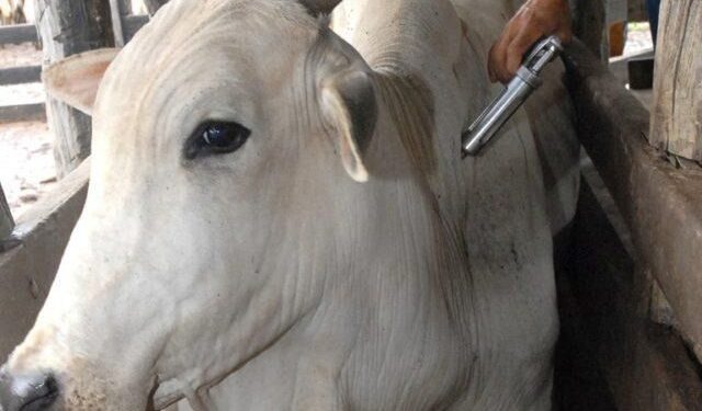 Vacinação Contra Aftosa Começa 1º De Maio Para 73 Milhões De Bovinos E Bubalinos