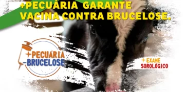 +PECUÁRIA BRASIL: campanha contra a Brucelose bovina garante a imunização com exame sorológico e vacina RB 51