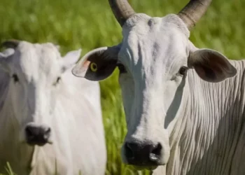 +PECUÁRIA BRASIL: mercado interno de carne bovina cresce 8,6% e atinge 6,23 milhões de toneladas