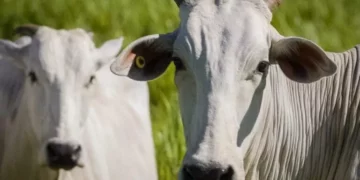 +PECUÁRIA BRASIL: mercado interno de carne bovina cresce 8,6% e atinge 6,23 milhões de toneladas