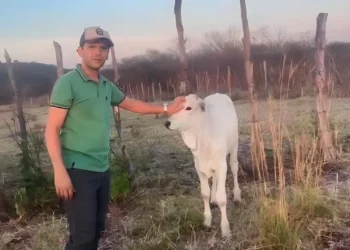 +PECUÁRIA BRASIL: revolução da bovinocultura na Paraíba é realidade em Bonito de Santa Fé