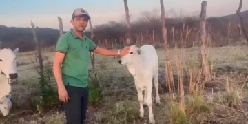 +PECUÁRIA BRASIL: revolução da bovinocultura na Paraíba é realidade em Bonito de Santa Fé