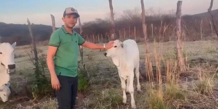 +PECUÁRIA BRASIL: revolução da bovinocultura na Paraíba é realidade em Bonito de Santa Fé