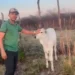 +PECUÁRIA BRASIL: revolução da bovinocultura na Paraíba é realidade em Bonito de Santa Fé