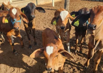 +PECUÁRIA BRASIL: na paraibana Patos, mais um produtor feliz com o sucesso do programa