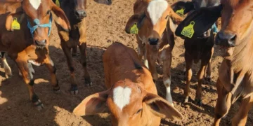 +PECUÁRIA BRASIL: na paraibana Patos, mais um produtor feliz com o sucesso do programa