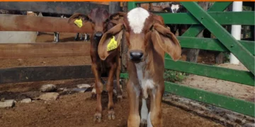 +PECUÁRIA BRASIL: 221º lançamento online confirma o sucesso da revolução genética no país
