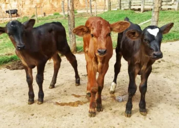 +PECUÁRIA BRASIL: em 2023, a consolidação do maior programa de melhoramento genético do país