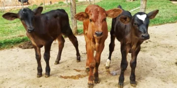 +PECUÁRIA BRASIL: em 2023, a consolidação do maior programa de melhoramento genético do país