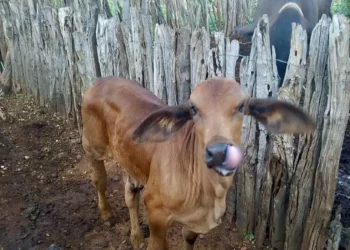 +PECUÁRIA BRASIL: revolução genética impulsiona produtores de Queimada Nova, Piauí