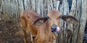 +PECUÁRIA BRASIL: revolução genética impulsiona produtores de Queimada Nova, Piauí