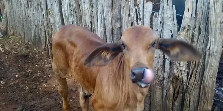 +PECUÁRIA BRASIL: revolução genética impulsiona produtores de Queimada Nova, Piauí