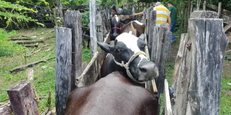 +PECUÁRIA BRASIL: nova fase do programa inicia em João Pessoa-PB com a preparação de 65 vacas para a inseminação