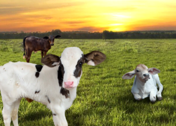 +PECUÁRIA BRASIL: programa que revolucionou a genética no campo completa hoje 3 anos