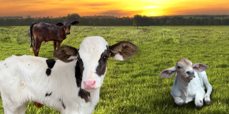 +PECUÁRIA BRASIL: programa que revolucionou a genética no campo completa hoje 3 anos