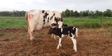 +PECUÁRIA BRASIL: o impacto econômico do maior programa genético da pecuária nacional