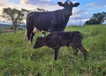 +PECUÁRIA BRASIL: 42 mil bezerros nascidos no maior programa genético do país