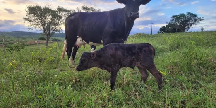 +PECUÁRIA BRASIL: 42 mil bezerros nascidos no maior programa genético do país