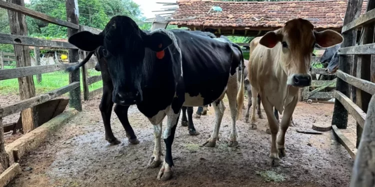 +PECUÁRIA BRASIL: programa genético revoluciona com sistema IATF de alto rendimento