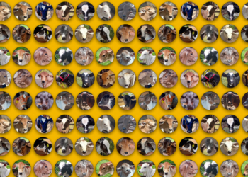 +PECUÁRIA BRASIL: programa comemora o nascimento de 30 mil bezerros em 2 anos