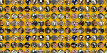 +PECUÁRIA BRASIL: programa comemora o nascimento de 30 mil bezerros em 2 anos