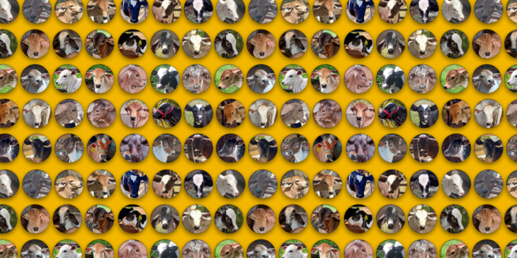 +PECUÁRIA BRASIL: programa comemora o nascimento de 30 mil bezerros em 2 anos