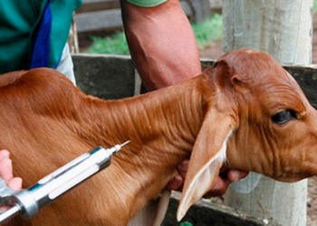 +PECUÁRIA BRASIL: casos de brucelose no Equador é alerta para vacinação do gado
