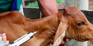 +PECUÁRIA BRASIL: casos de brucelose no Equador é alerta para vacinação do gado