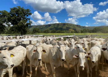 +PECUÁRIA BRASIL: país deve ser confirmado pela OMSA como livre da aftosa sem vacinação