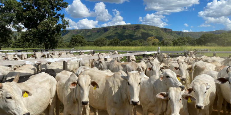 +PECUÁRIA BRASIL: país deve ser confirmado pela OMSA como livre da aftosa sem vacinação