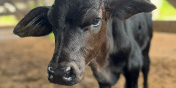 +PECUÁRIA BRASIL: revolução genética avança e bezerrômetro marca 56 mil nascimentos