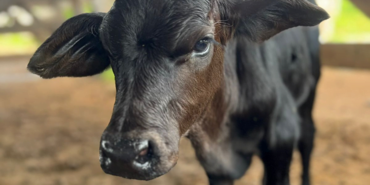 +PECUÁRIA BRASIL: revolução genética avança e bezerrômetro marca 56 mil nascimentos