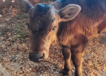 +PECUÁRIA BRASIL: Castro-PR, capital nacional do leite, atinge 26 produtores e 280 inseminações