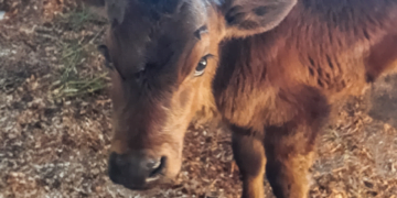 +PECUÁRIA BRASIL: Castro-PR, capital nacional do leite, atinge 26 produtores e 280 inseminações