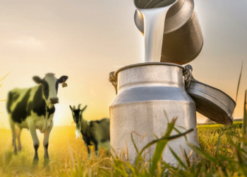 CONAFER PRODUÇÃO: programas +PECUÁRIA e +GENÉTICA avançam e impulsionam produtores de leite