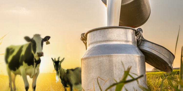 CONAFER PRODUÇÃO: programas +PECUÁRIA e +GENÉTICA avançam e impulsionam produtores de leite