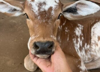 +PECUÁRIA BRASIL: bezerrômetro avança, bate recorde e chega à marca de 80 mil nascimentos
