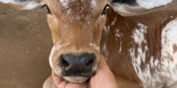 +PECUÁRIA BRASIL: bezerrômetro avança, bate recorde e chega à marca de 80 mil nascimentos