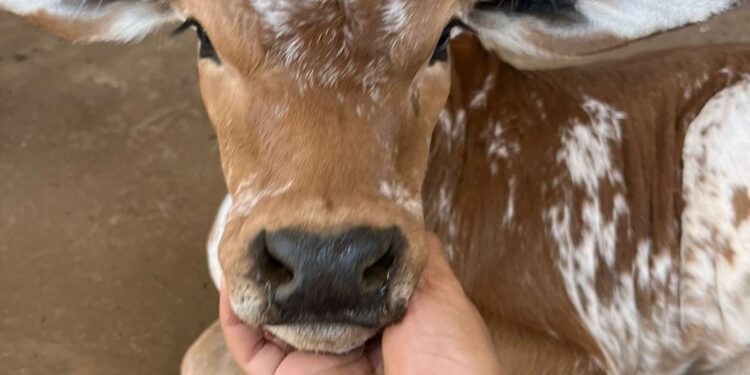 +PECUÁRIA BRASIL: bezerrômetro avança, bate recorde e chega à marca de 80 mil nascimentos