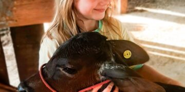 +PECUÁRIA BRASIL: nova onda de nascimentos chega a 90 mil e bezerrômetro bate recorde