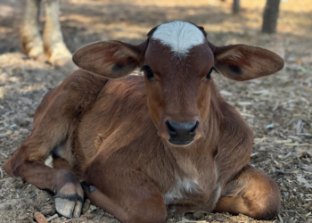+PECUÁRIA BRASIL: inseminações avançam, bezerrômetro dispara e ultrapassa 95 mil nascimentos