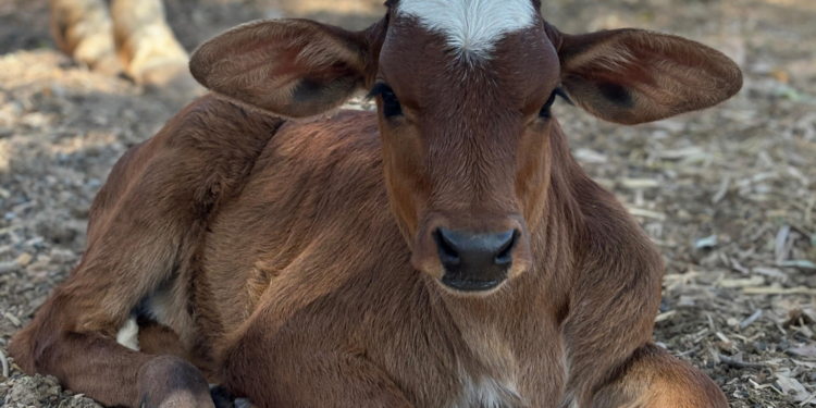 +PECUÁRIA BRASIL: inseminações avançam, bezerrômetro dispara e ultrapassa 95 mil nascimentos
