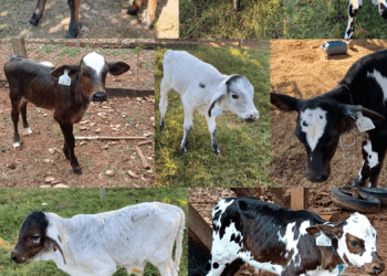 +PECUÁRIA BRASIL: maior programa genético do país ultrapassa 100 mil bezerros