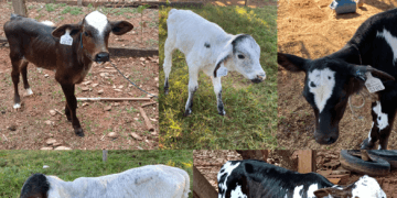 +PECUÁRIA BRASIL: maior programa genético do país ultrapassa 100 mil bezerros