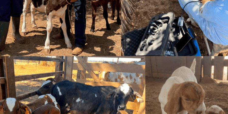 DIA DA PECUÁRIA: com duas revoluções no campo, CONAFER tem muito o que comemorar