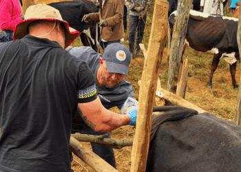 +PECUÁRIA BRASIL: na África, momento histórico registra primeira inseminação no Quênia