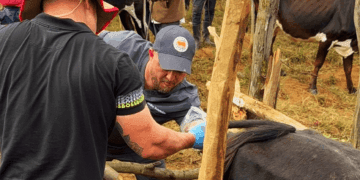 +PECUÁRIA BRASIL: na África, momento histórico registra primeira inseminação no Quênia