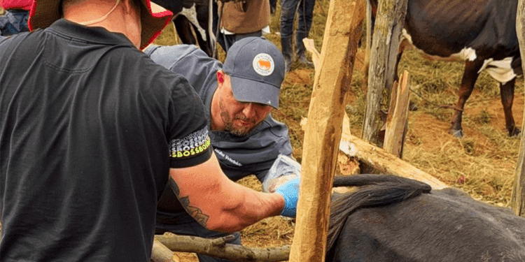 +PECUÁRIA BRASIL: na África, momento histórico registra primeira inseminação no Quênia